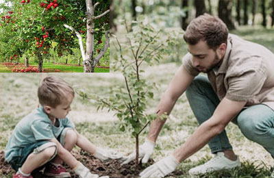 تصویر کاشت نهال برای نوشته تبریک روز درختکاری