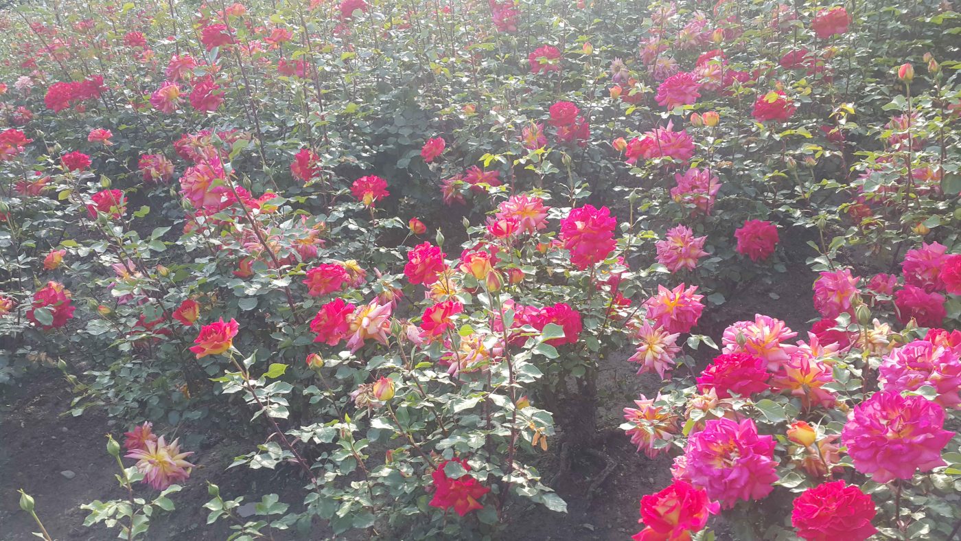تصویر گل های رز
