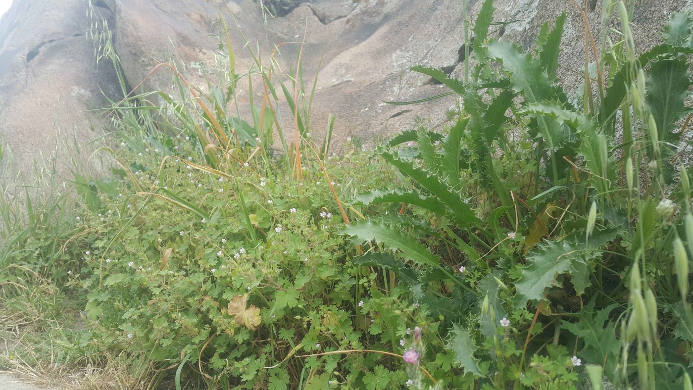 تصویر گل های زیبای بهاری